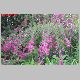 desmodium 1.jpg